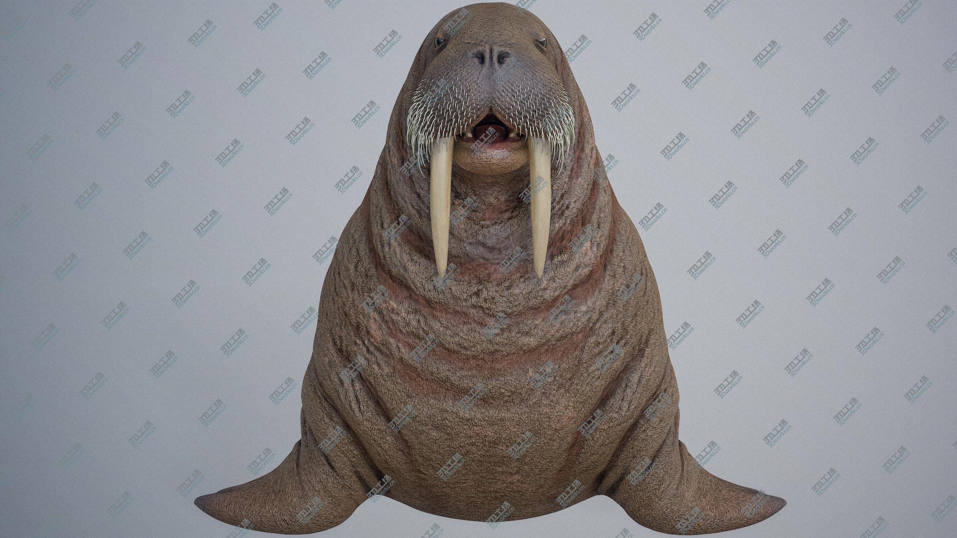 images/goods_img/2021040233/3D model Walrus/4.jpg